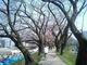 旅の浮雲さんの足羽川桜並木の投稿写真1