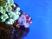 ߂߂̓CwCmȊwق̓eʐ^1