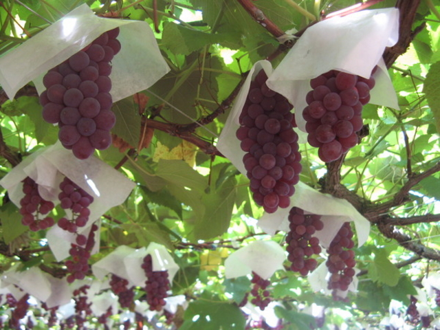 �Θa���G���A�Ԃǂ����