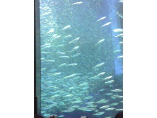 ���l�E���i���V�[�p���_�C�X