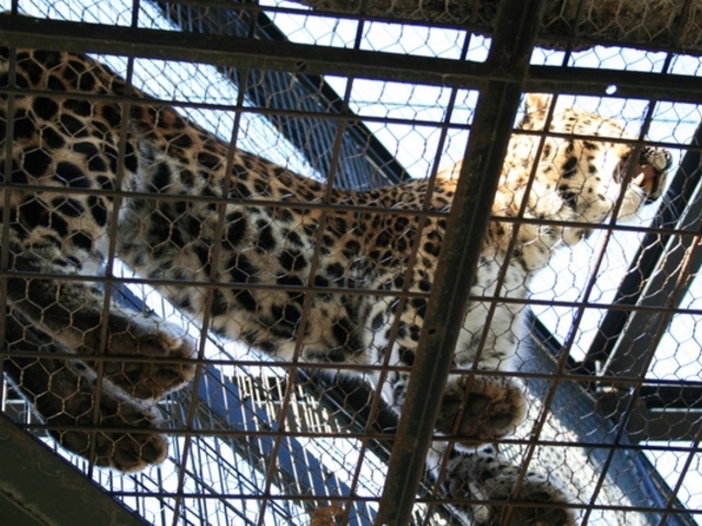 ���R������