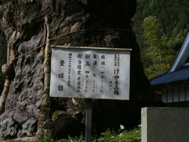 ������񂳂�̍L���_�Ђ̃P���L�̓��e�ʐ^1