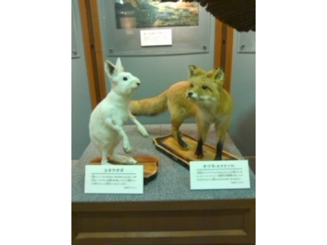 �k�C�������{����(�Ԃ�񂪒���)