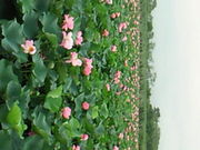 ܂̑ÎsA݂̐X̓eʐ^1