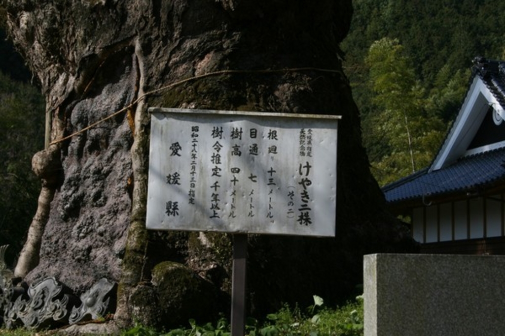 広瀬神社のケヤキ