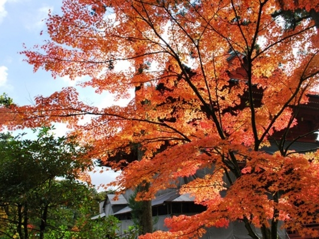 �����R�@�։���