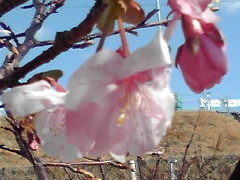 ���̂邵����܂�̎ʐ^1