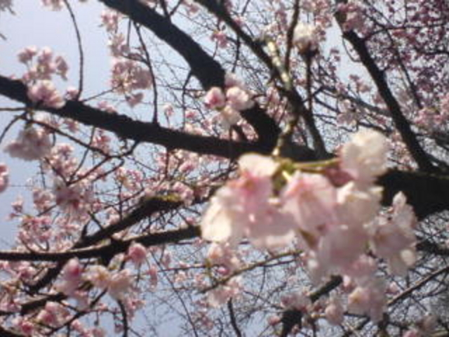 �T�R�����̍�