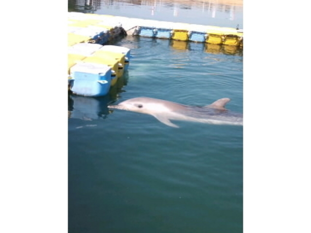 ���{�h���t�B���Z���^�[