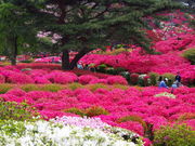 ЂƂ̏R̂̓eʐ^1