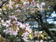 わかなさんの二十間道路桜並木の投稿写真1