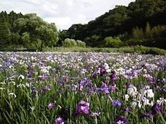 �_�y���΂̉ԏҊ��̎ʐ^1