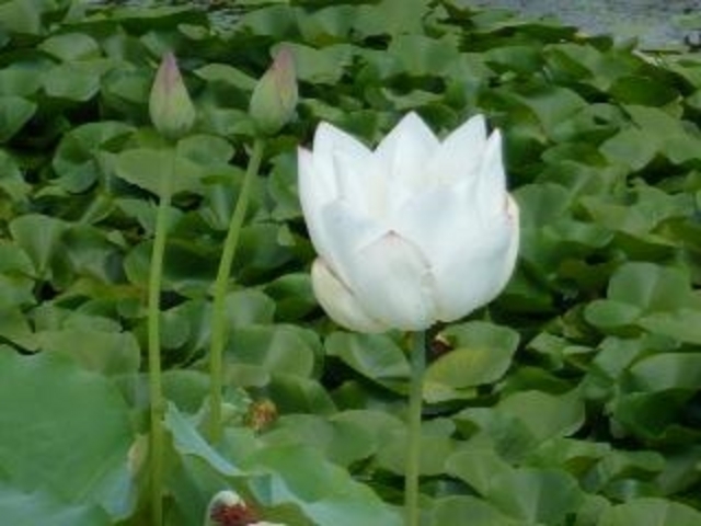 平池公園