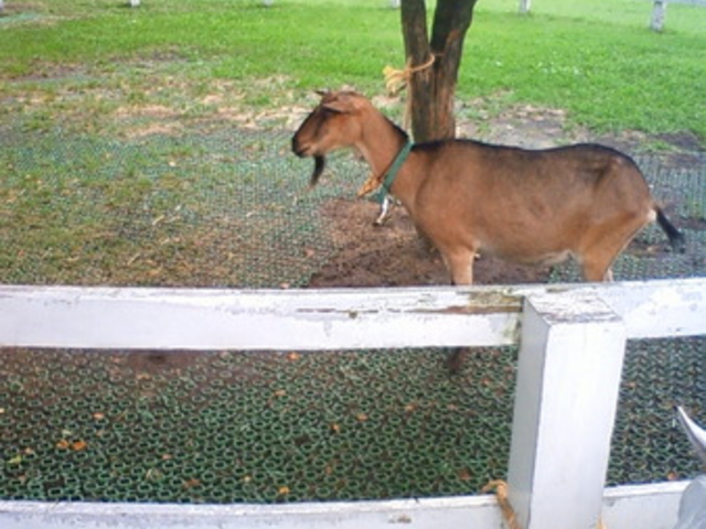 �܂����̖q��