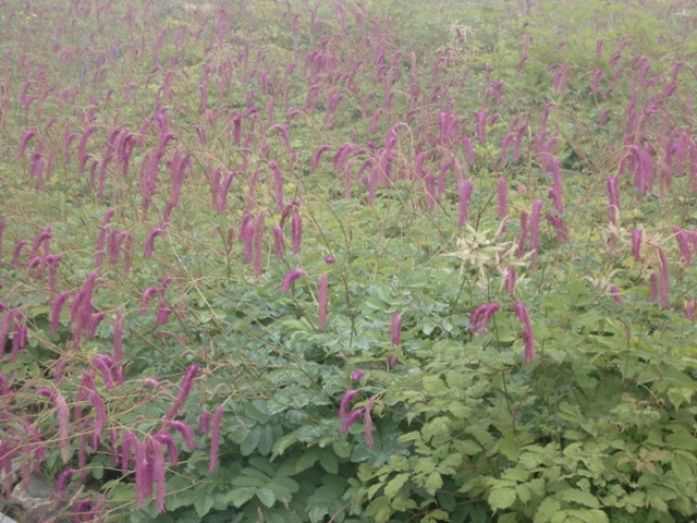 ���n�ܗ����R�A����