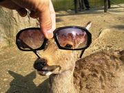 kametaro36̓ޗǌ̓eʐ^1