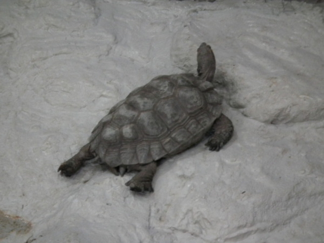 ��юR����