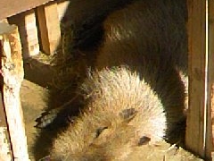 ̂낳̐EW ANAggӂւ̓eʐ^1