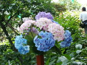 Ƃ̂P̔R_Ђ̂̓eʐ^1