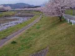まちゅさんのこだま千本桜の投稿写真1