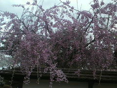 ݂񂮂݂₿搶̒يtւ̓eʐ^1