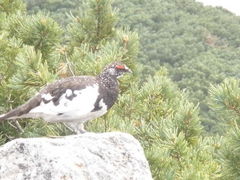 񂳂̗RAy[gyxRzւ̓eʐ^1