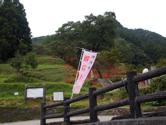 ˂񂳂̘ŗ̃qKoi̓eʐ^1