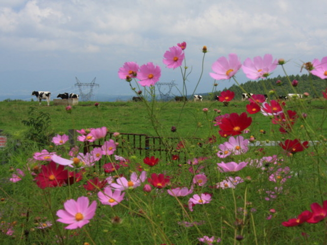 ���ȑ��q��