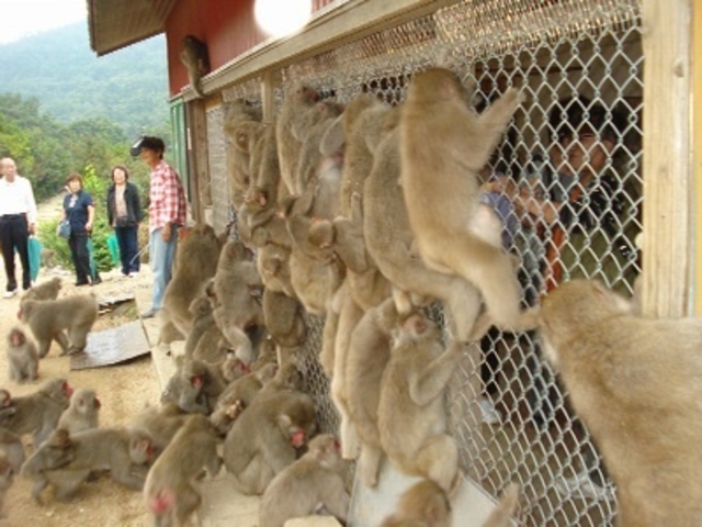 小豆島銚子渓自然動物園 お猿の国】予約・アクセス・割引クーポン