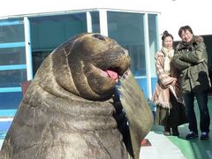 �[������������ �ɐ��V�[�p���_�C�X�̎ʐ^1