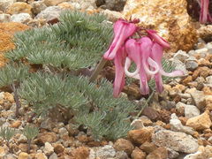 ܂񂳂̑ÔRւ̓eʐ^1