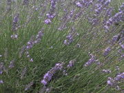 ۂ񂳂̏Ҋ䂠߉̉Ԃ傤Ԃ̓eʐ^1