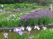 Ђ낳̉KCRԏҊ̓eʐ^1