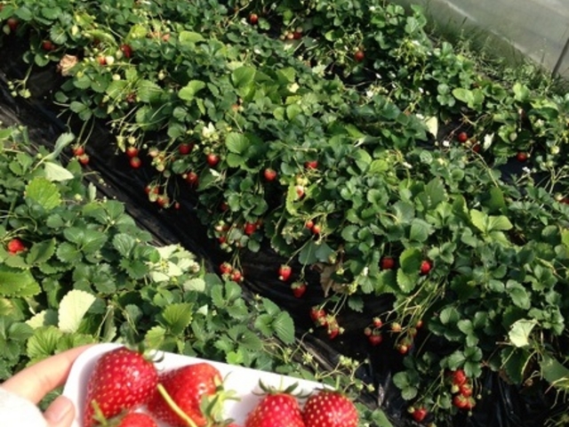 JA�͂���@���������