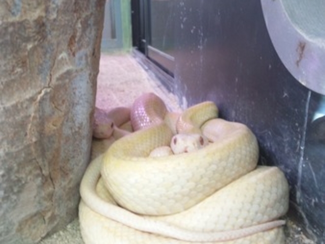 ���Ái�V�_�j���֎�����