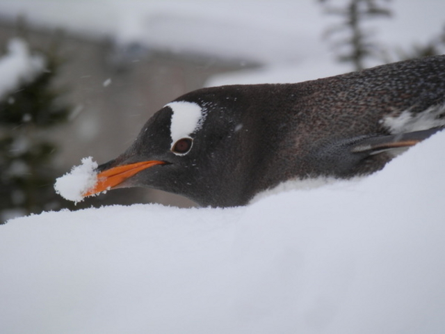 ���R������