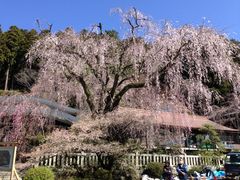 �g���R�v�����̃V�_���U�N���̎ʐ^1