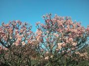 傤}l[Y̑䔄_Ђ̓eʐ^1