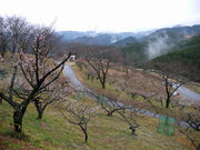 MY3����̐l�g�~���̓��e�ʐ^1