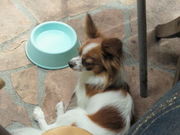 䂤䂿񂳂̃Pj[YnEXJtF̓eʐ^1