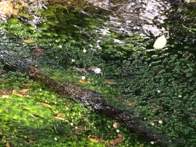 �P�쌹�����R�T���� �i�P�쌹���E�e�C�����j