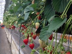 ͂邿񂳂̑˂ւ̓eʐ^1