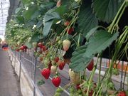 ͂邿񂳂̑˂̓eʐ^1