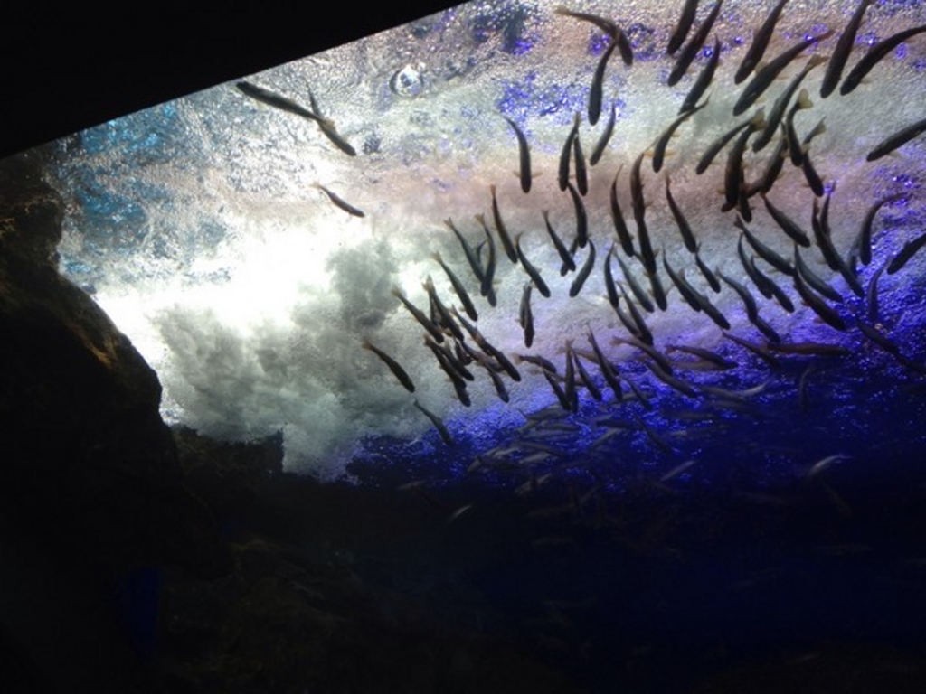 道の駅 おんねゆ温泉 北の大地の水族館〈山の水族館〉