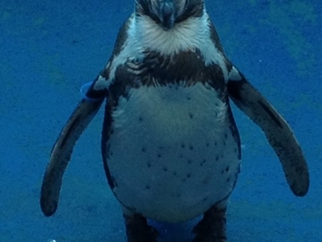 ���c�C��������