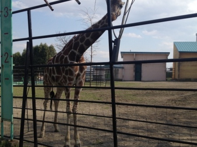 ���тЂ듮����