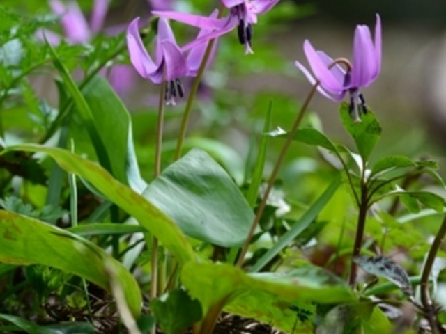 Ђ낳̕P쌹RT̓eʐ^1