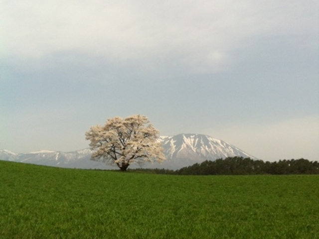 �����_��̈�{��