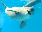 ނ̋{فu݂₶}v̓eʐ^1