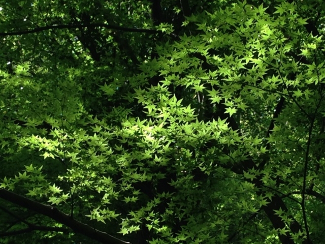 ���ʔ��p��